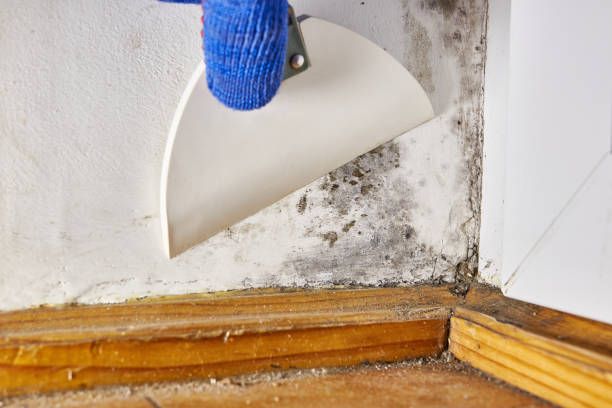 Best Black Mold Removal  in Philipsburg, PA